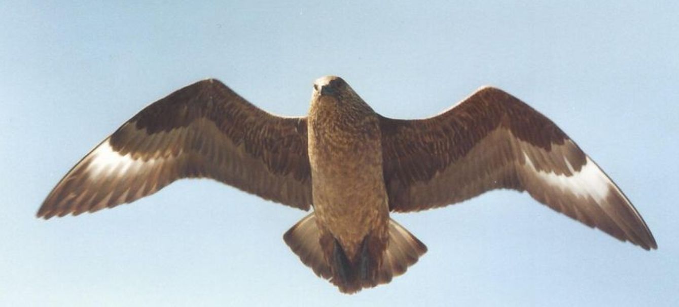 Dilemma su una foto di Stercorarius skua