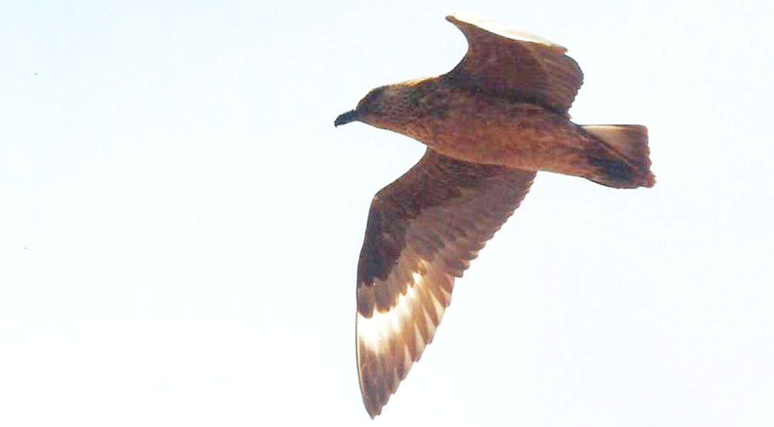 Dilemma su una foto di Stercorarius skua