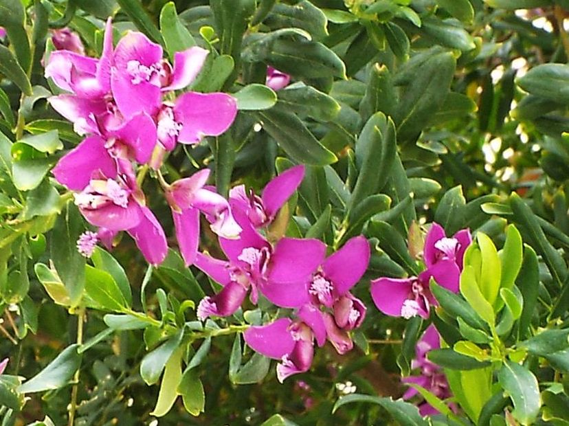 Laminaceae ?  No, Polygalaceae: Polygala sp.