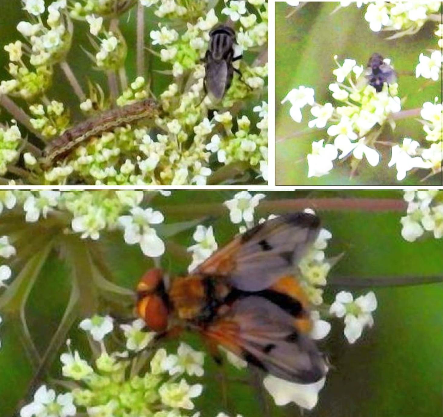 Su un fiore condominiale: Ectophasia sp;,  Stomorhina lunata (cfr.), ecc