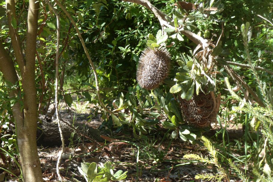 Dall''Australia (WA): Banksia sessilis (Proteaceae)