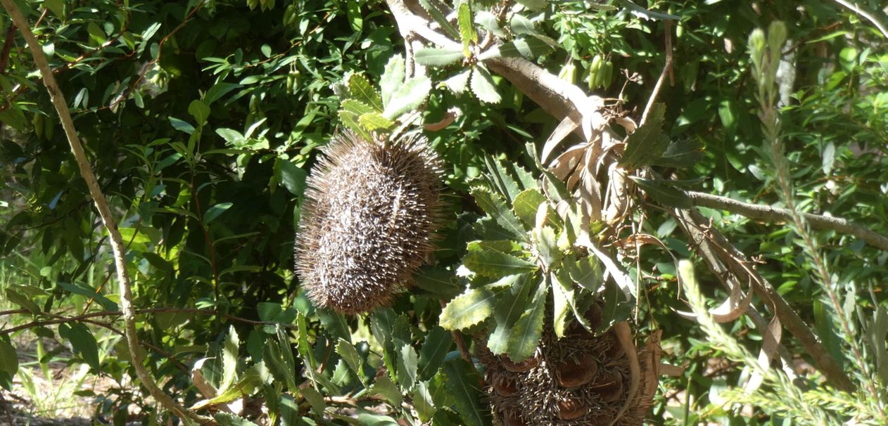 Dall''Australia (WA): Banksia sessilis (Proteaceae)