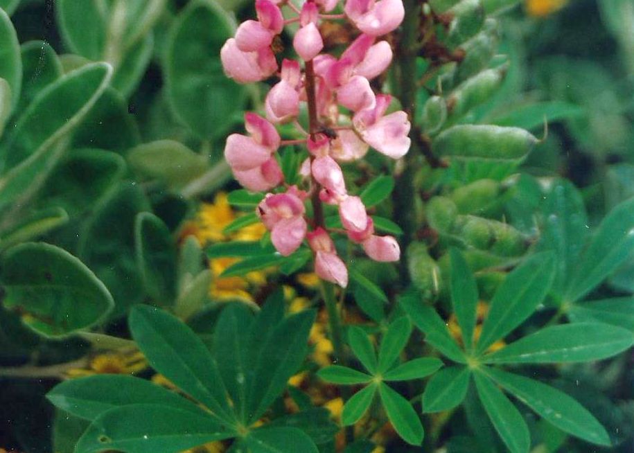 Dalle Shetland: Lupinus  polyphyllus...  (Fabaceae)