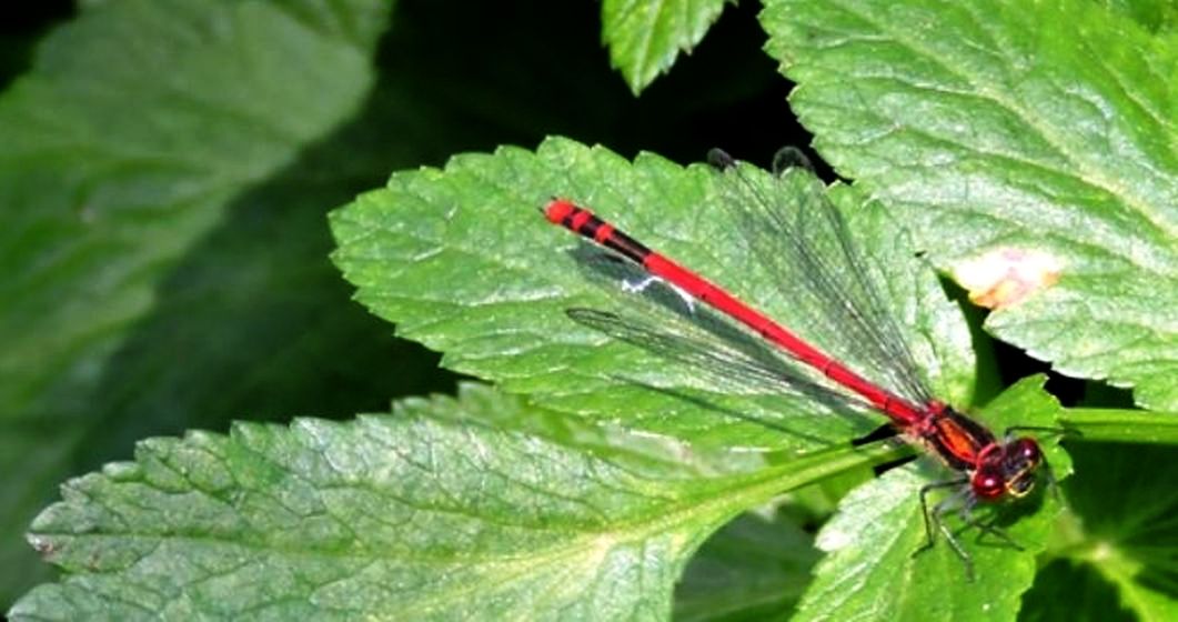 aiuto id., grazie: Coenagrion cfr. pulchellum... e Pyrrhosoma elisabethae !!!