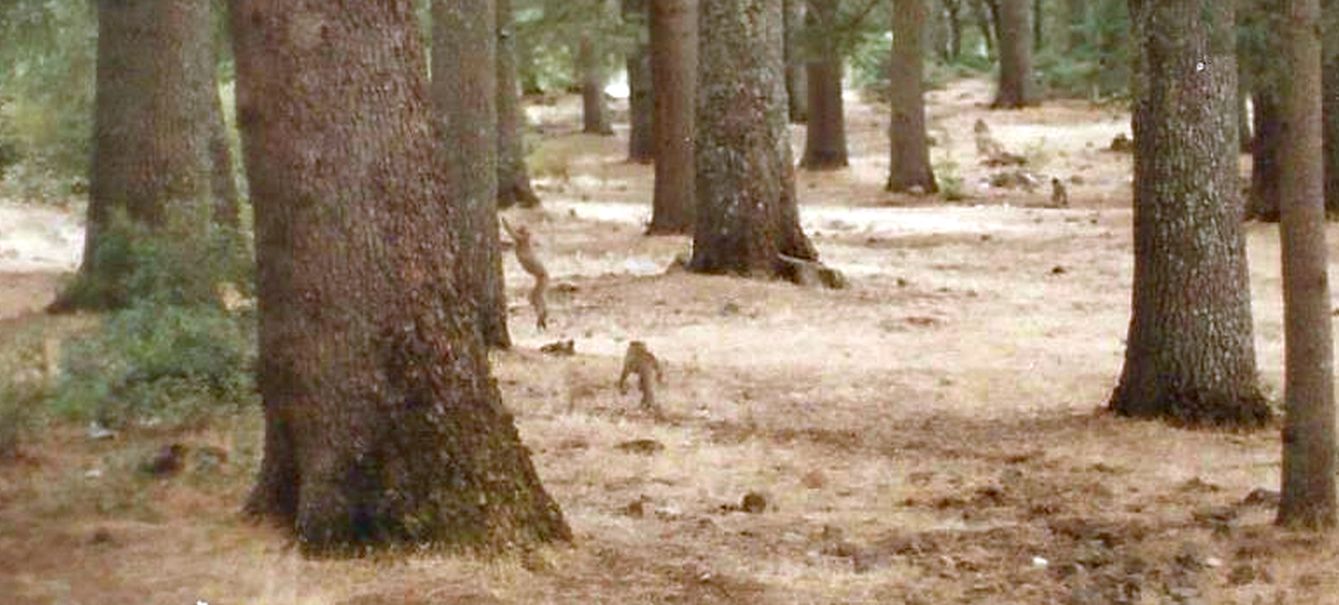 Cedrus sp. (Cedrus libani o Cedrus atlantica)