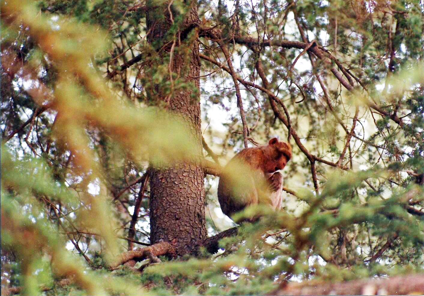 Cedrus sp. (Cedrus libani o Cedrus atlantica)