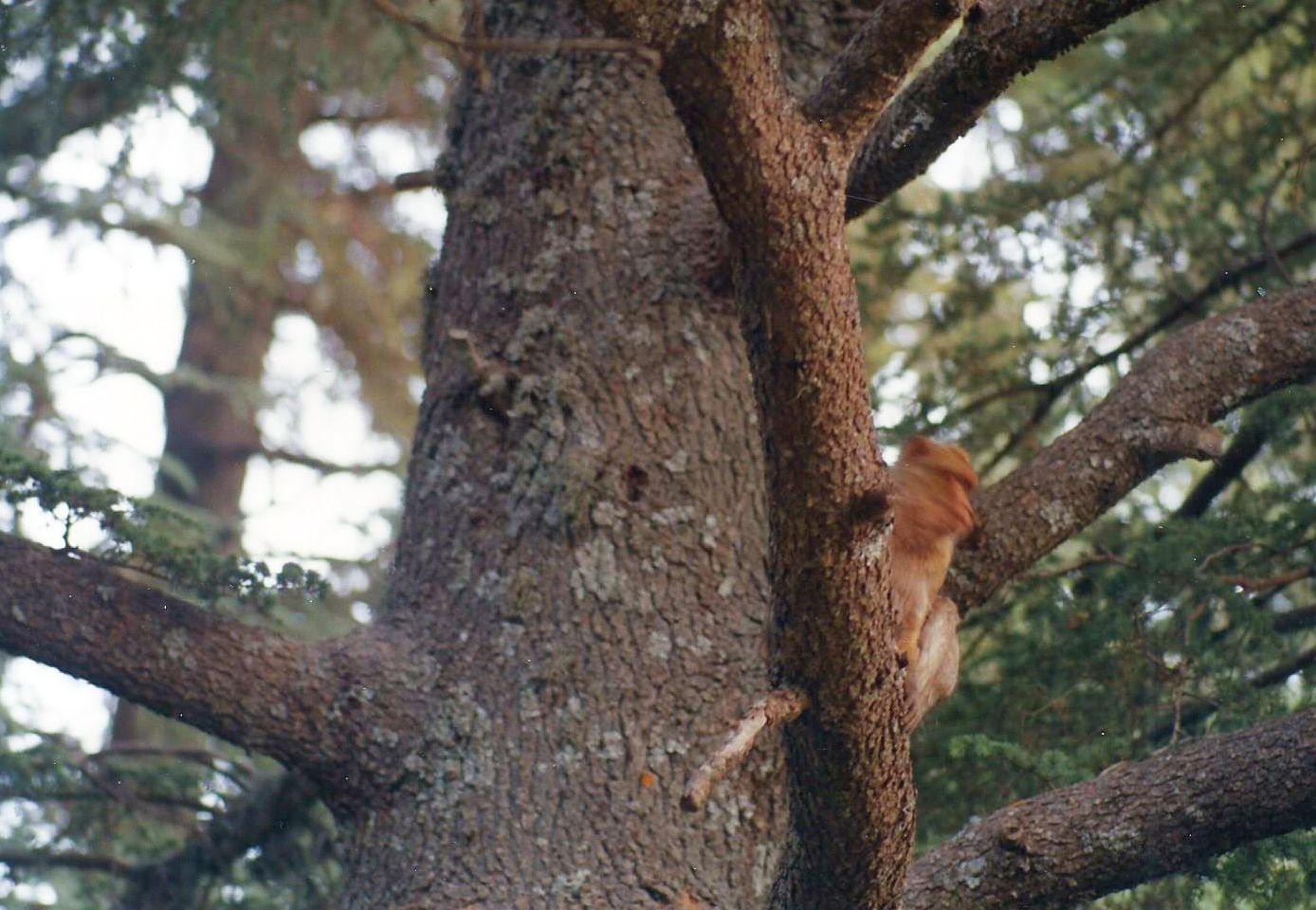 Cedrus sp. (Cedrus libani o Cedrus atlantica)