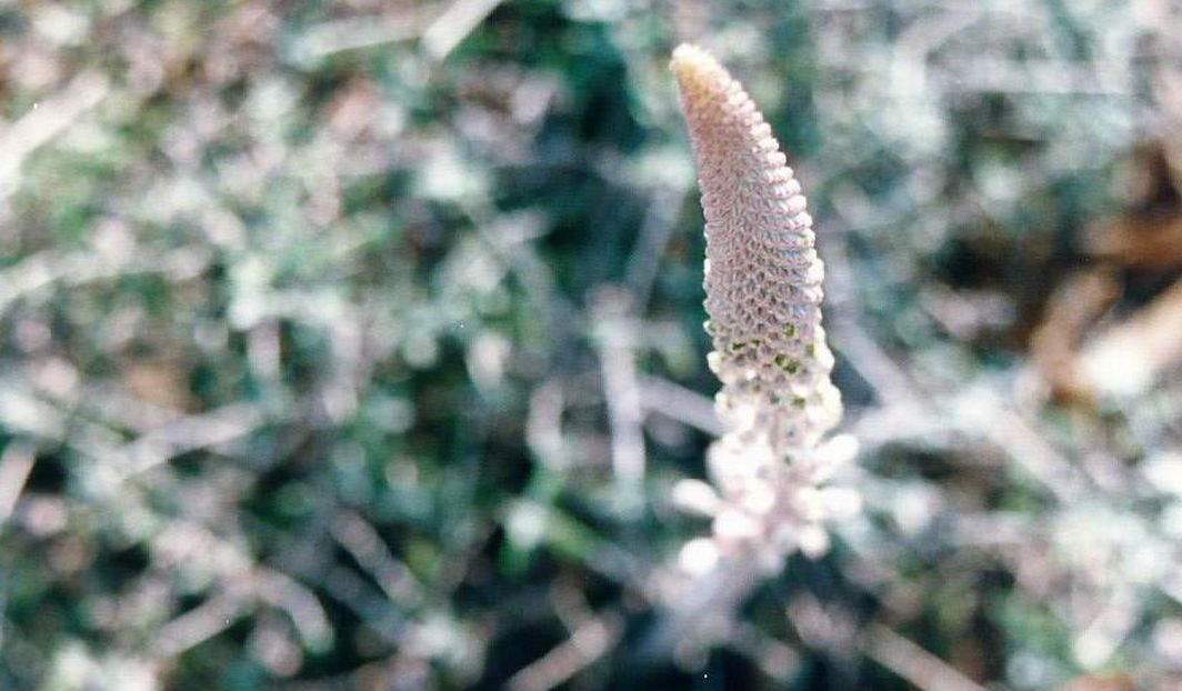 Charybdis sp. (Asparagaceae)