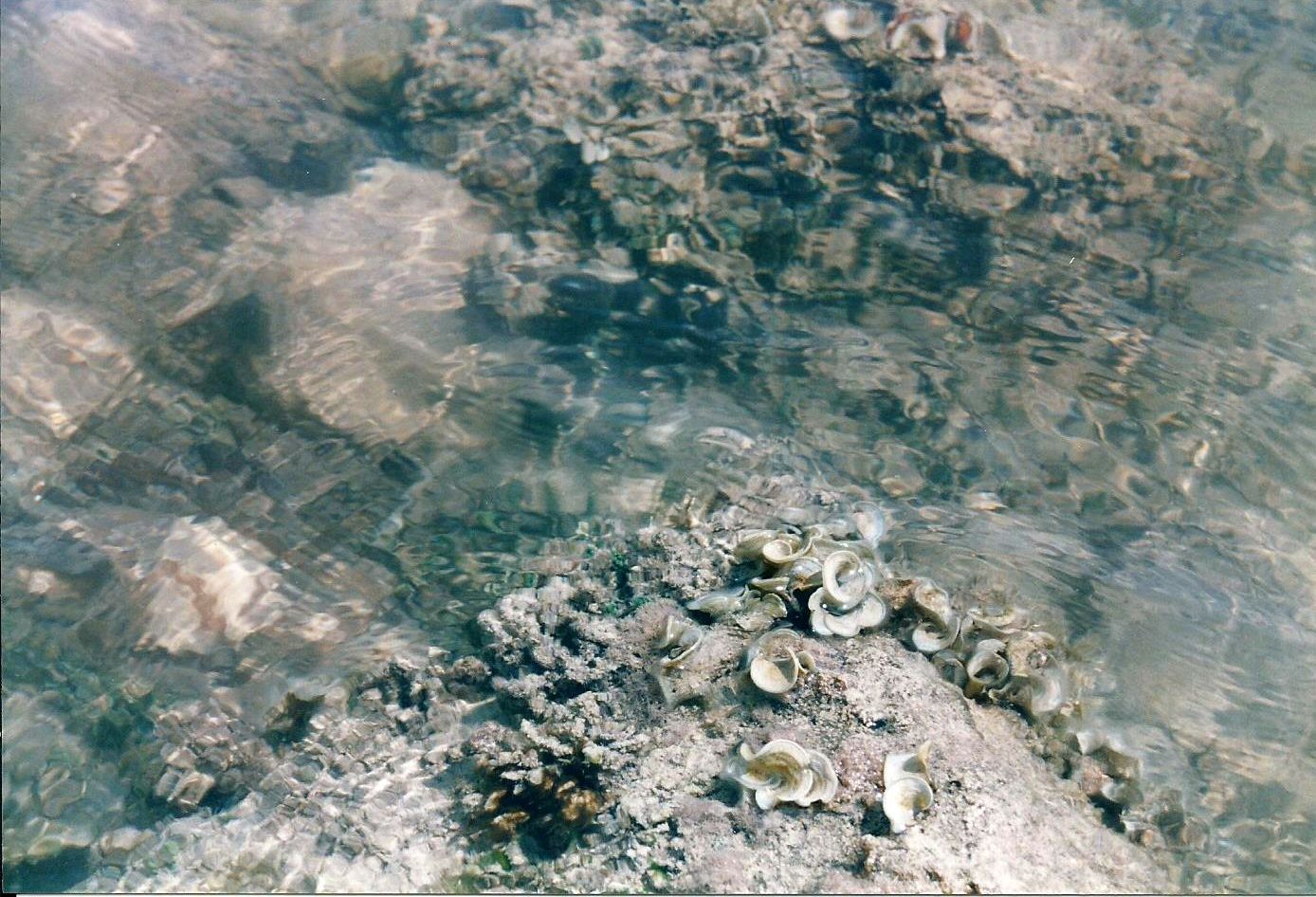 Alghe da Malta:  Padina pavonica (Heterokontophyta Dictyotaceae)