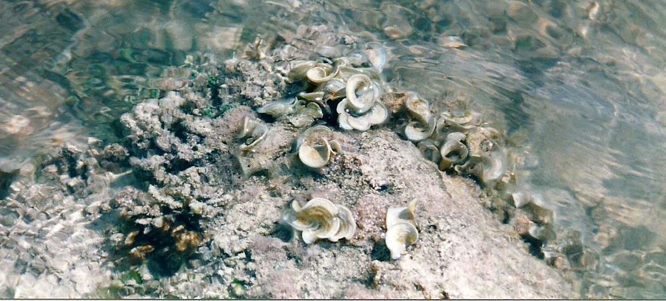 Alghe da Malta:  Padina pavonica (Heterokontophyta Dictyotaceae)