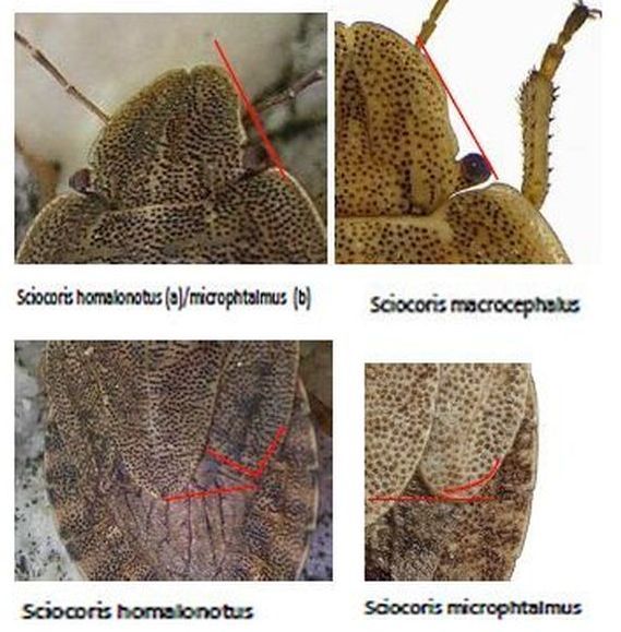 Sciocoris sp.