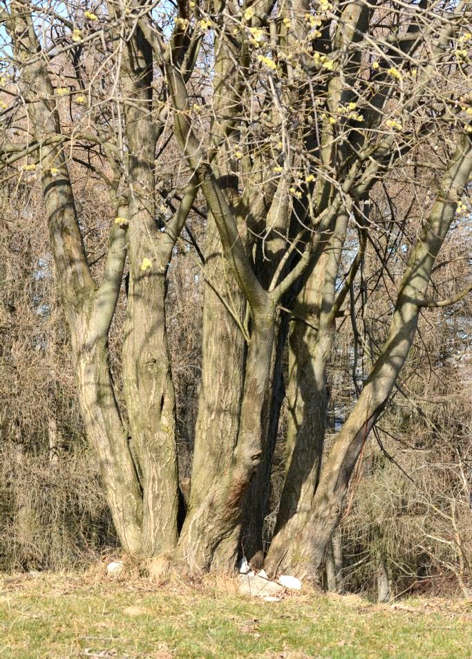 Salix cfr. caprea