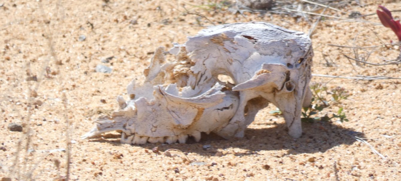 Dall''Australia (WA): Cranio di.... Cinghiale !