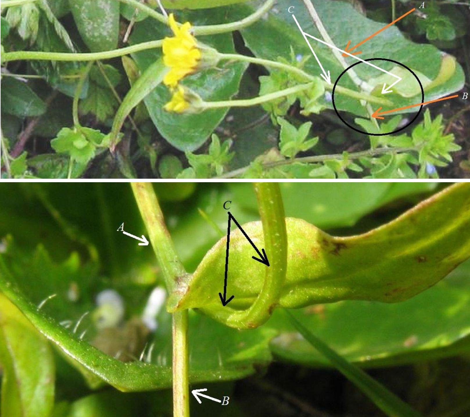 Crepis sancta subsp. nemausensis (Asteraceae)