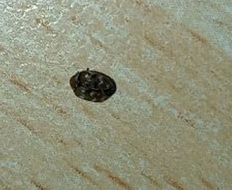 Dermestidae: Anthrenus ...invadenti