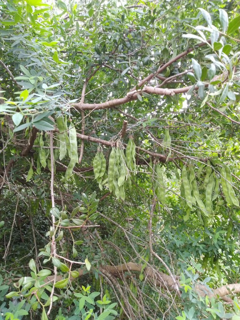 Anagyris foetida (Fabaceae)