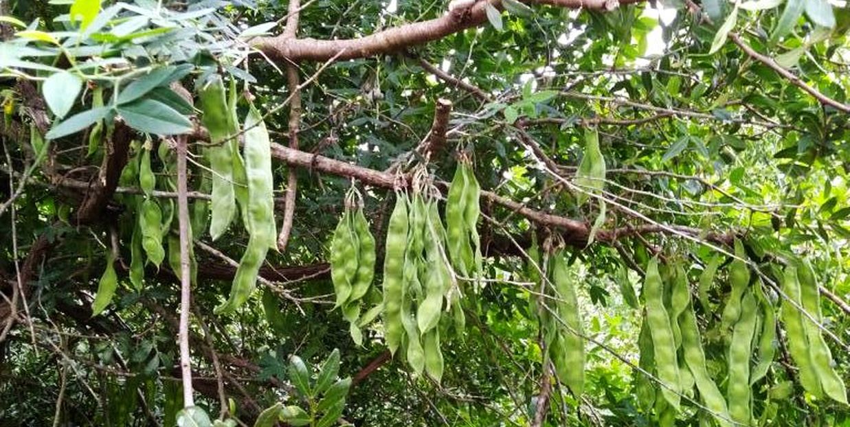 Anagyris foetida (Fabaceae)