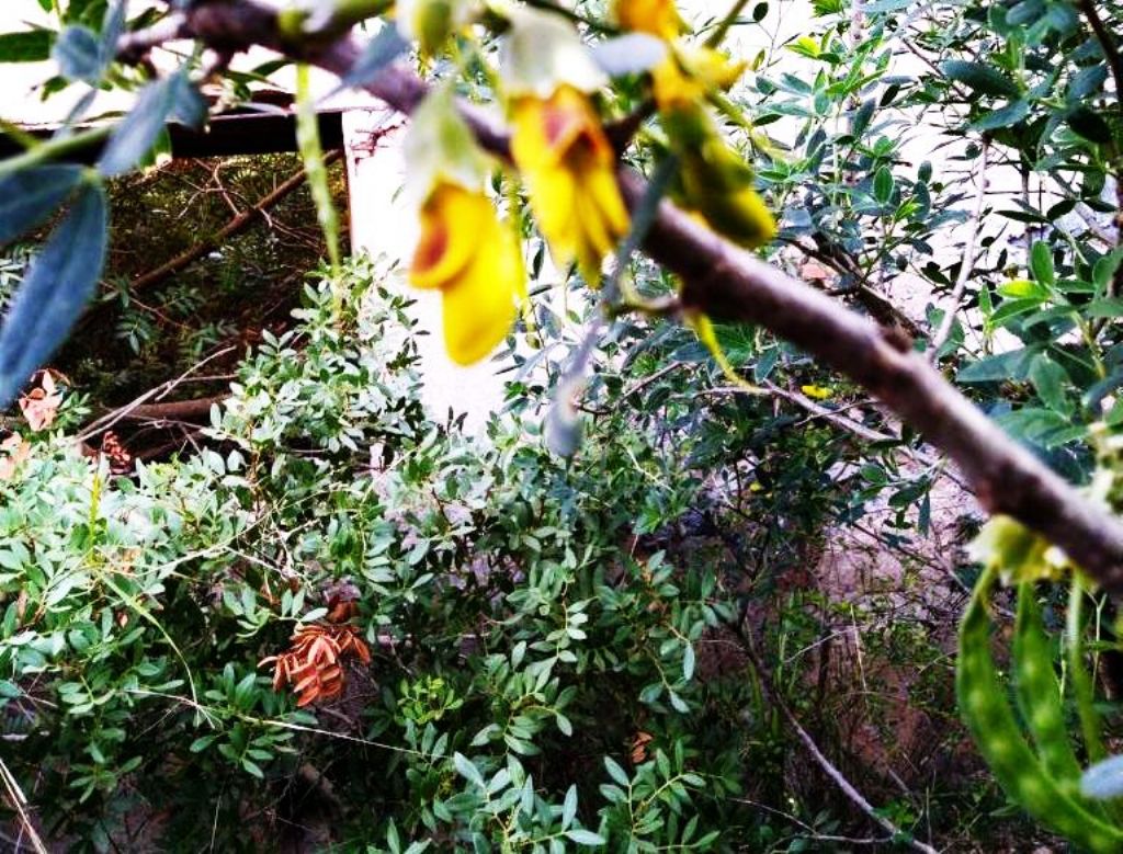 Anagyris foetida (Fabaceae)