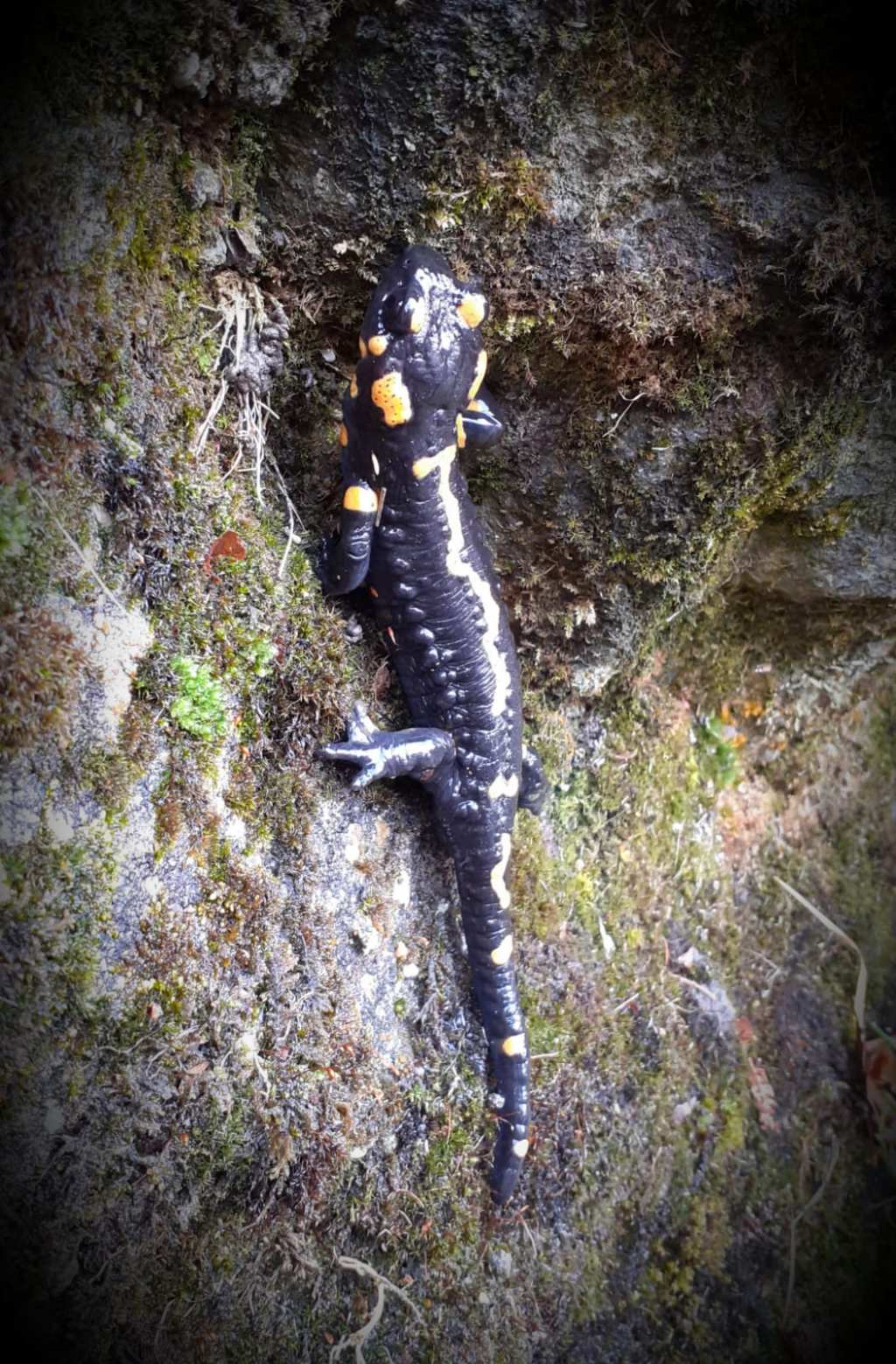 Salamandra pezzata