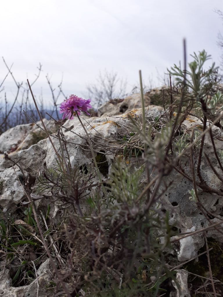 cfr. Scabiosa tiandra