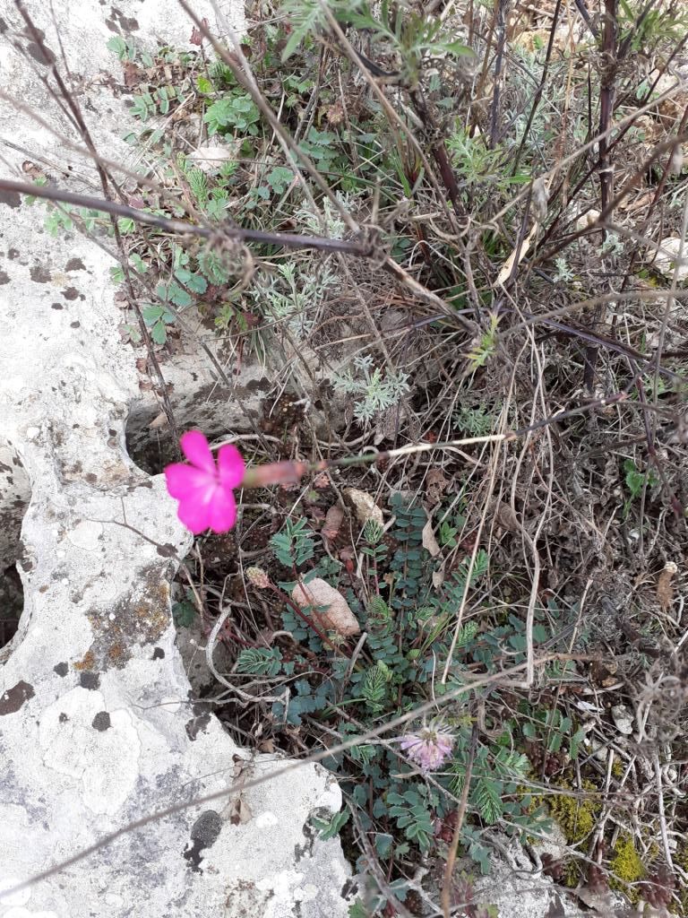 Dianthus sp.  (Caryophyllaceae)