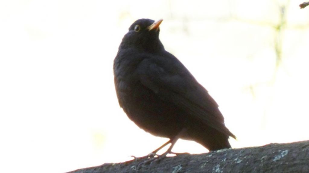 il Birdwatching al tempo del Covid 19