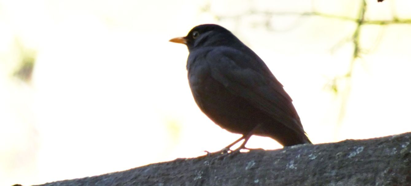 il Birdwatching al tempo del Covid 19