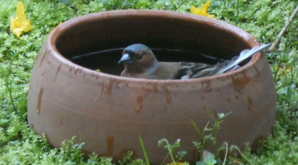 il Birdwatching al tempo del Covid 19