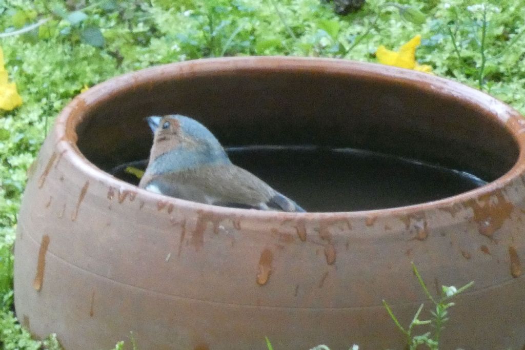 il Birdwatching al tempo del Covid 19