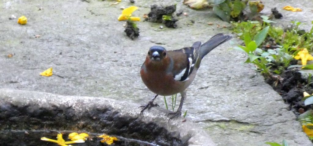 il Birdwatching al tempo del Covid 19