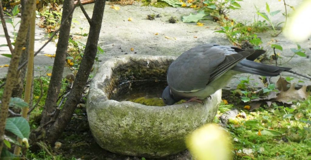 il Birdwatching al tempo del Covid 19