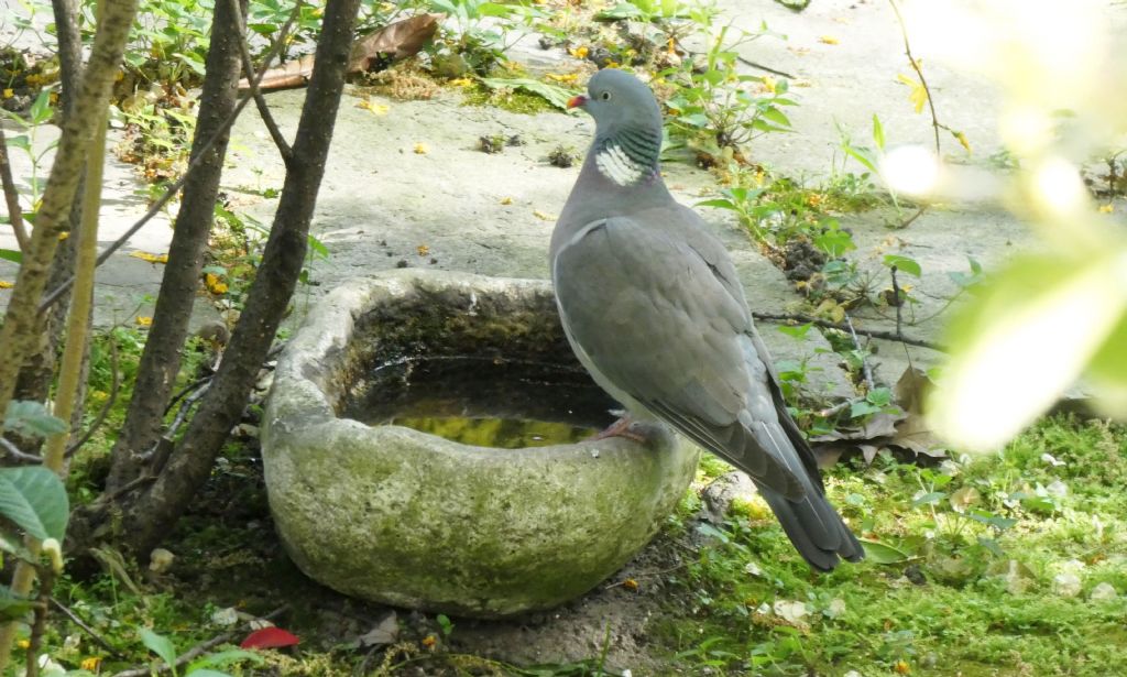 il Birdwatching al tempo del Covid 19