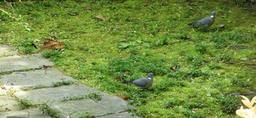 il Birdwatching al tempo del Covid 19