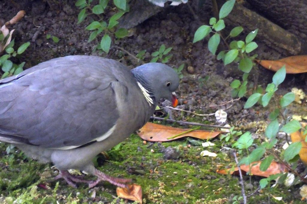 il Birdwatching al tempo del Covid 19