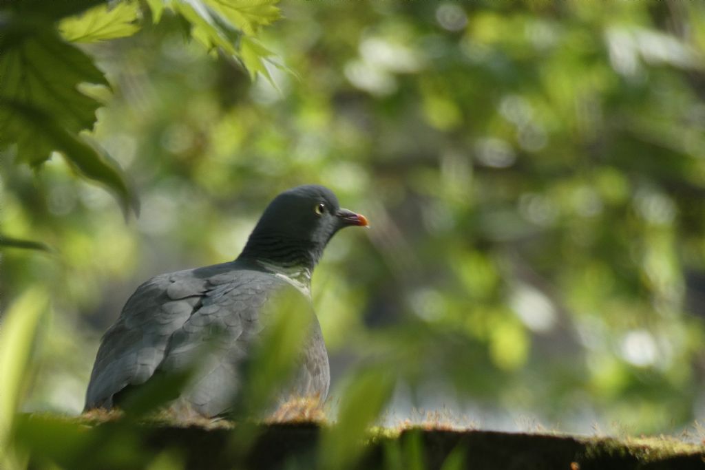 il Birdwatching al tempo del Covid 19