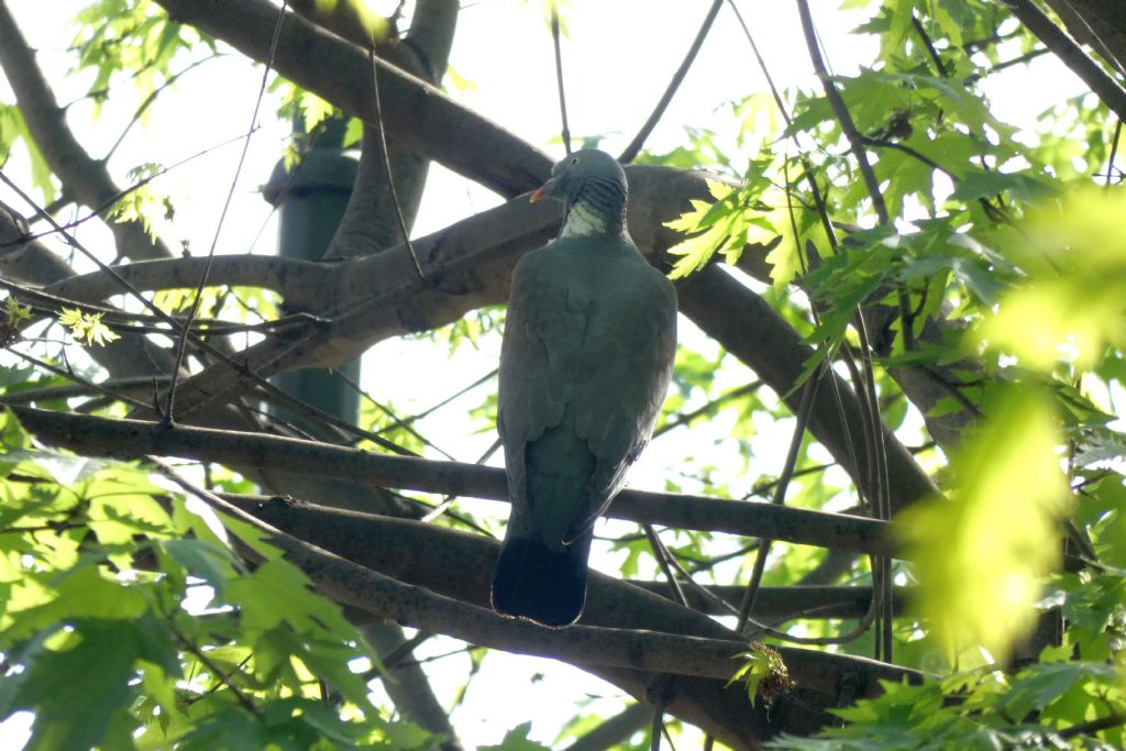 il Birdwatching al tempo del Covid 19