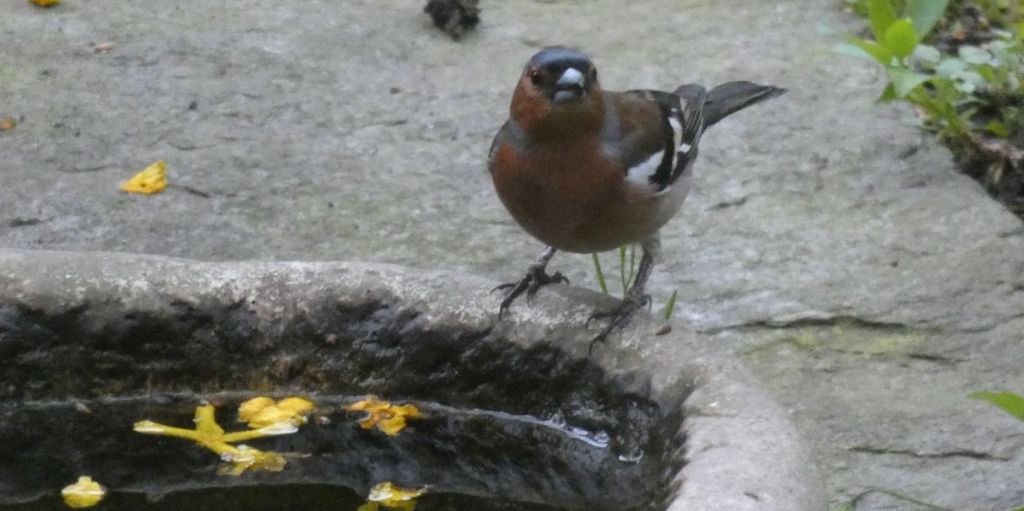 il Birdwatching al tempo del Covid 19