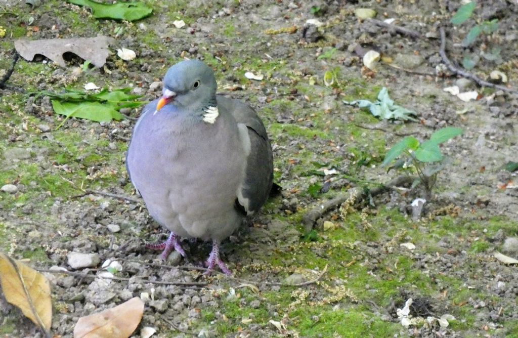 il Birdwatching al tempo del Covid 19