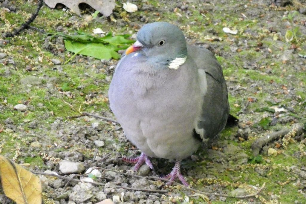 il Birdwatching al tempo del Covid 19