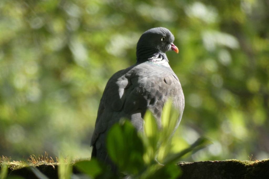 il Birdwatching al tempo del Covid 19