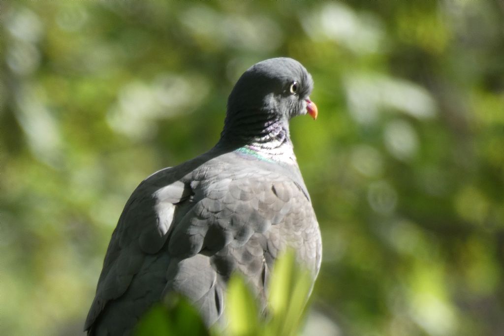 il Birdwatching al tempo del Covid 19