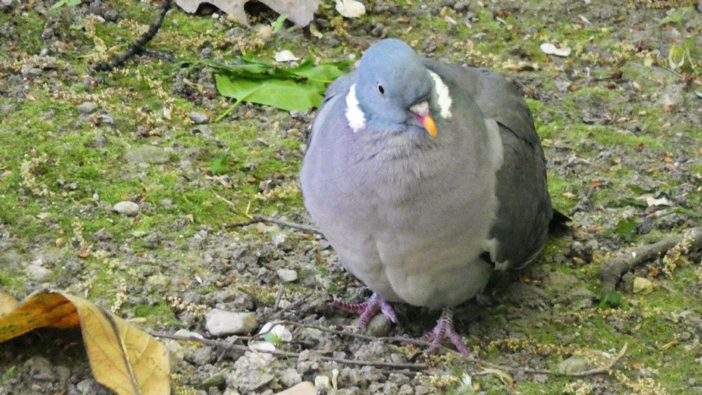 il Birdwatching al tempo del Covid 19