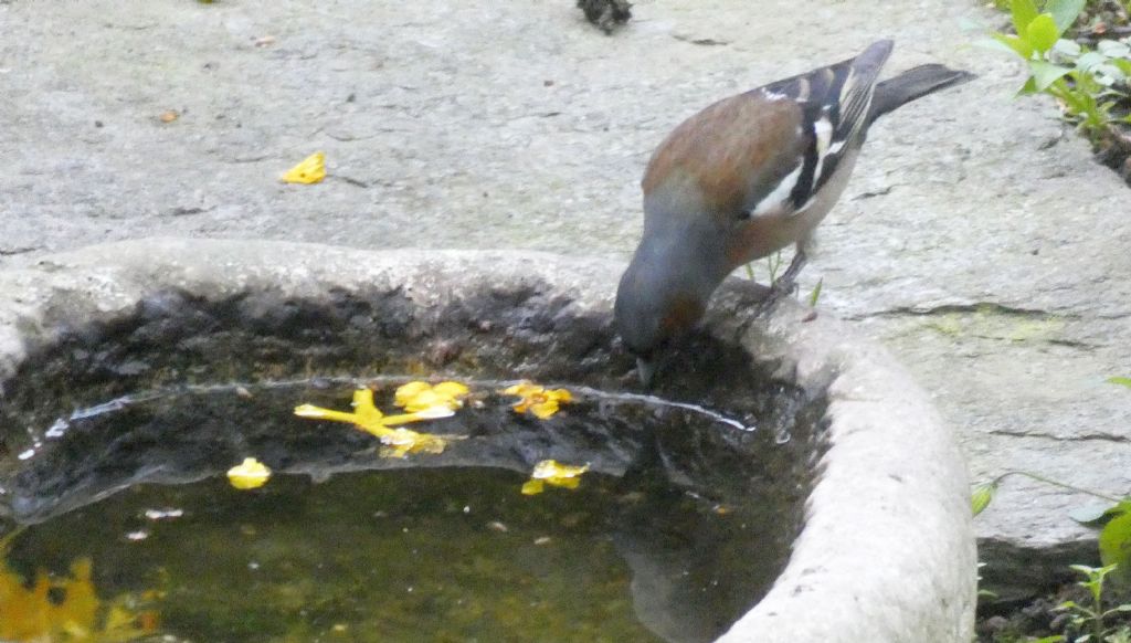 il Birdwatching al tempo del Covid 19