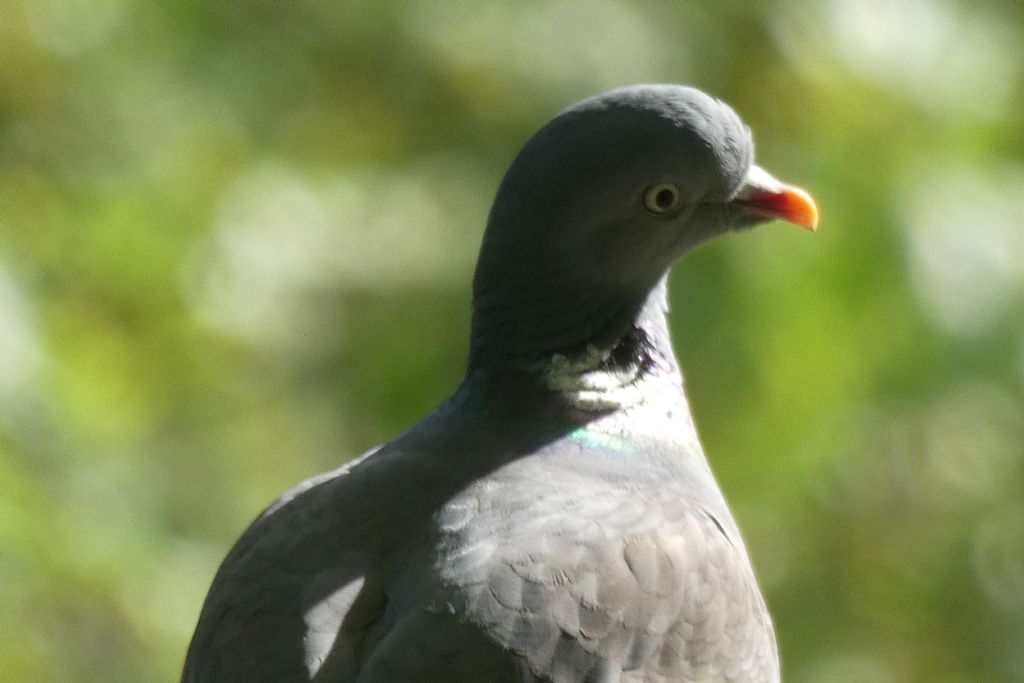 il Birdwatching al tempo del Covid 19