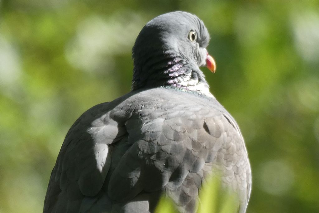 il Birdwatching al tempo del Covid 19