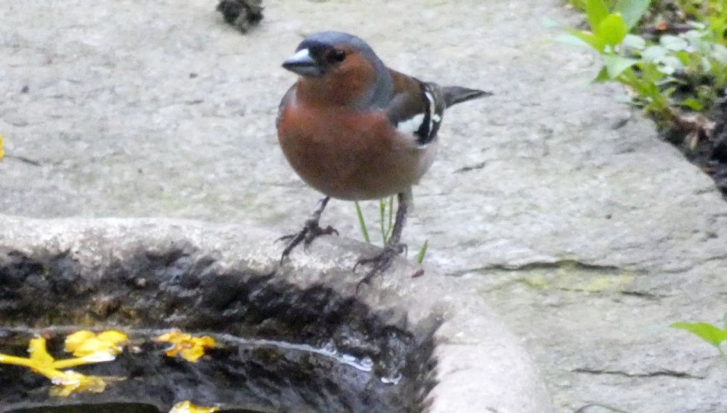 il Birdwatching al tempo del Covid 19