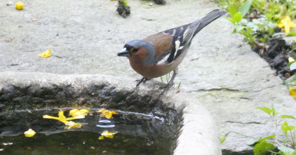 il Birdwatching al tempo del Covid 19