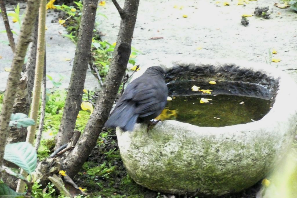 il Birdwatching al tempo del Covid 19