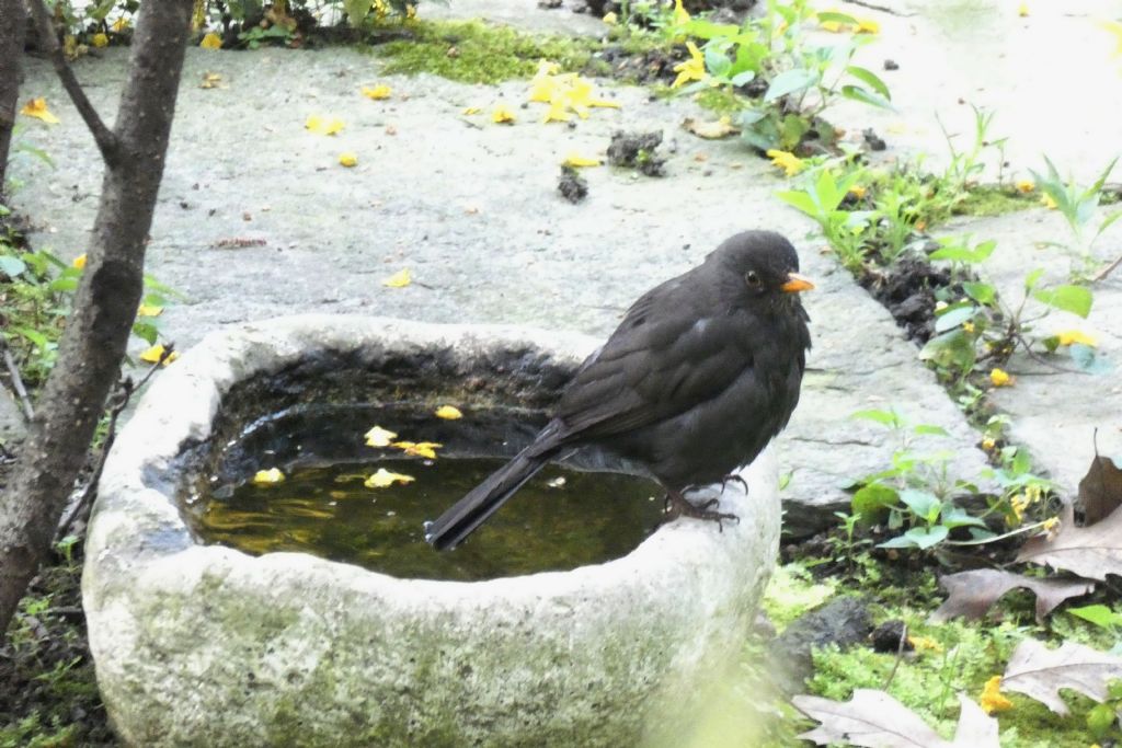 il Birdwatching al tempo del Covid 19