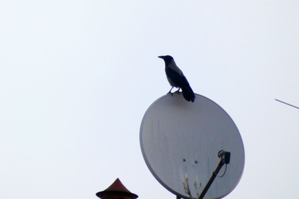 il Birdwatching al tempo del Covid 19